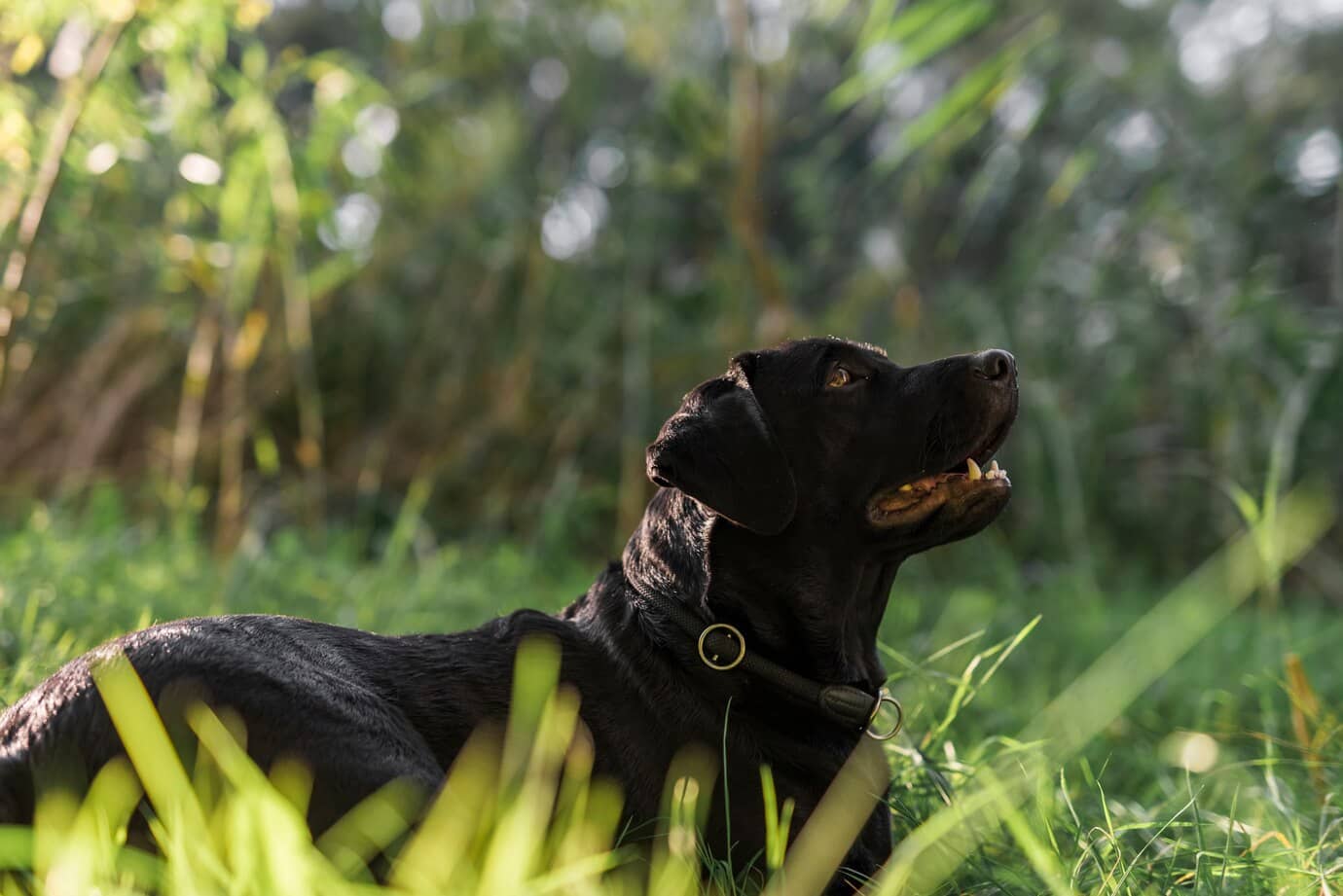 side-view-black-labrador-meadow_23-2148045796-1.jpg