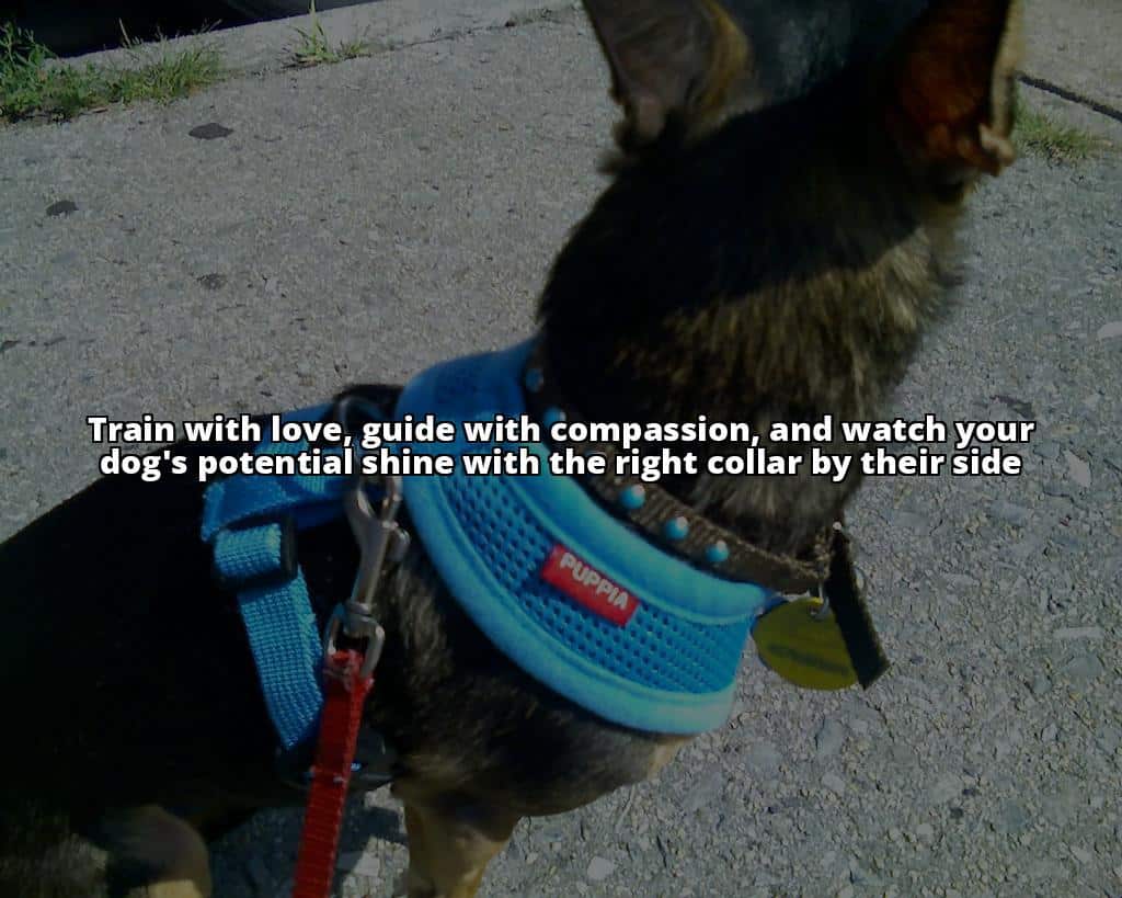 1. Platinum Pets Chain Training Dog Collar