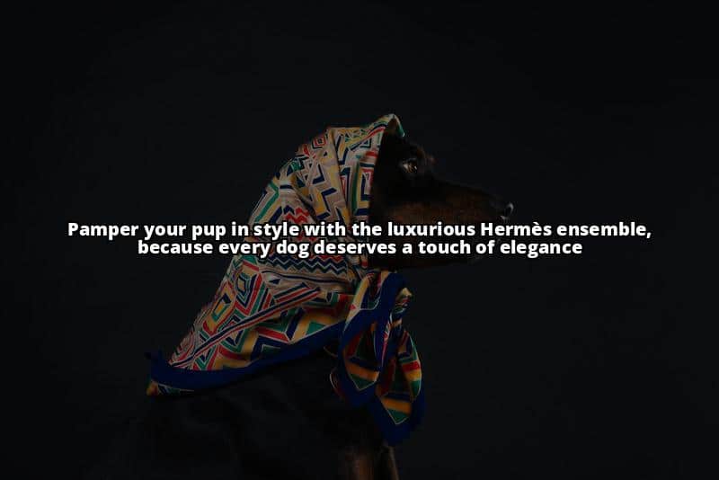 15 Most Expensive Designer Dog Collar Brands