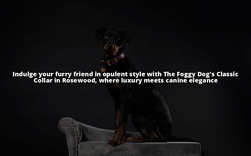 15+ The Foggy Dog The Classic Collar in 15 Colors