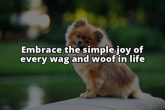 20 Cutest Small Dog Breeds That Don't Shed