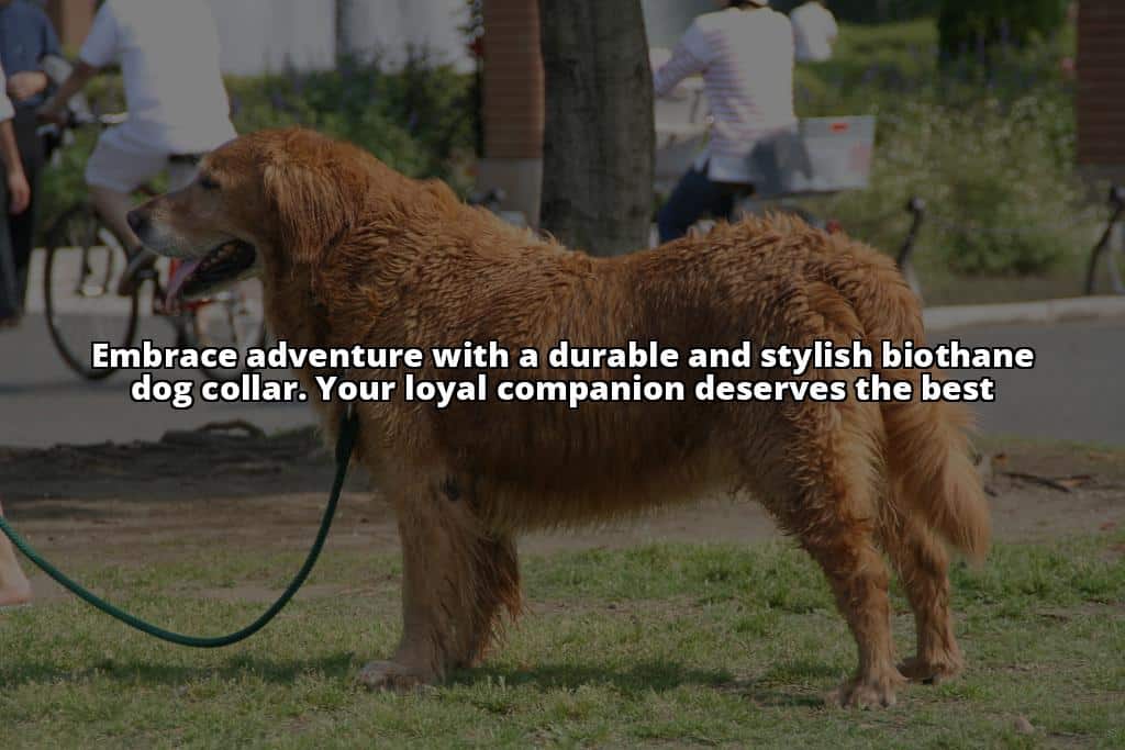 Biothane Dog Collar