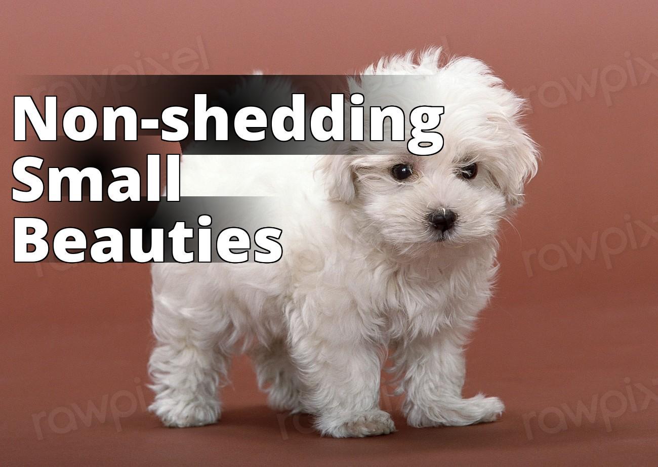 Free white fluffy dog image - a small white dog standing on a brown background