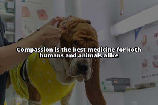 Top 10 Common Dog Health Problems