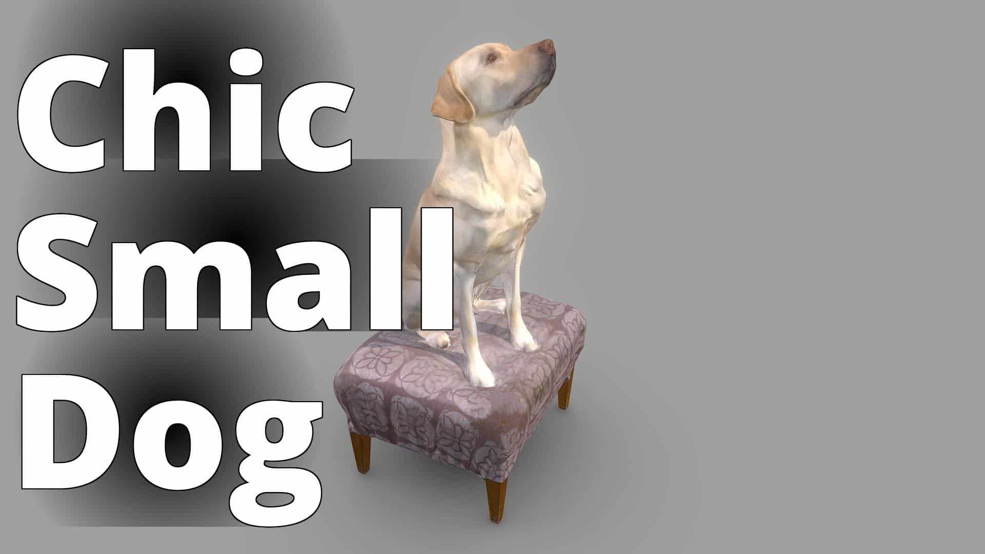 Wilson Dog Color 3D Scan - a dog sitting on top of a stool